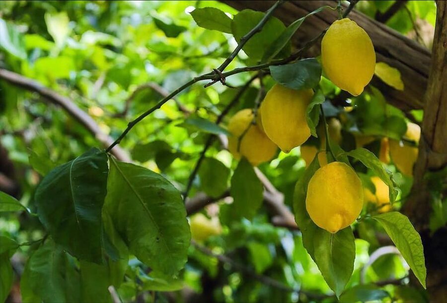 Amalfi Organic Lemon Tour & Tasting in the Historical Garden - The tasting: lemonade, cake, and Limoncello