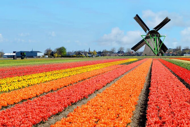 Amsterdam Airport (AMS) Transfer to Amsterdam/Rotterdam/Keukenhof - The longer trip to Rotterdam