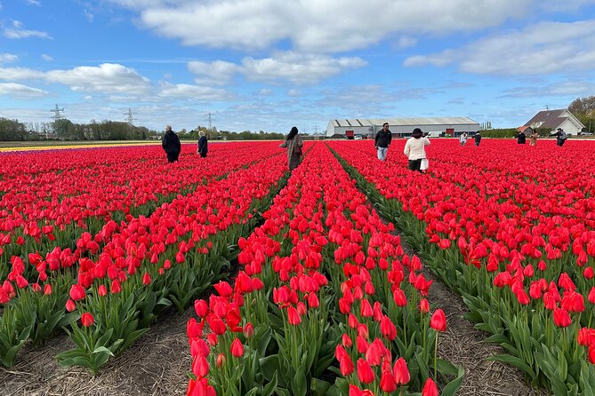 Amsterdam: Day trip to Tulip Farm, Keukenhof + Windmill Cruise - Cruising the Kagerplassen past windmills