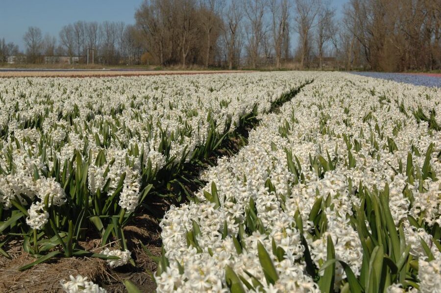 Amsterdam: Half-Day Flower Fields and Keukenhof Bicycle Tour - Key things to know before booking