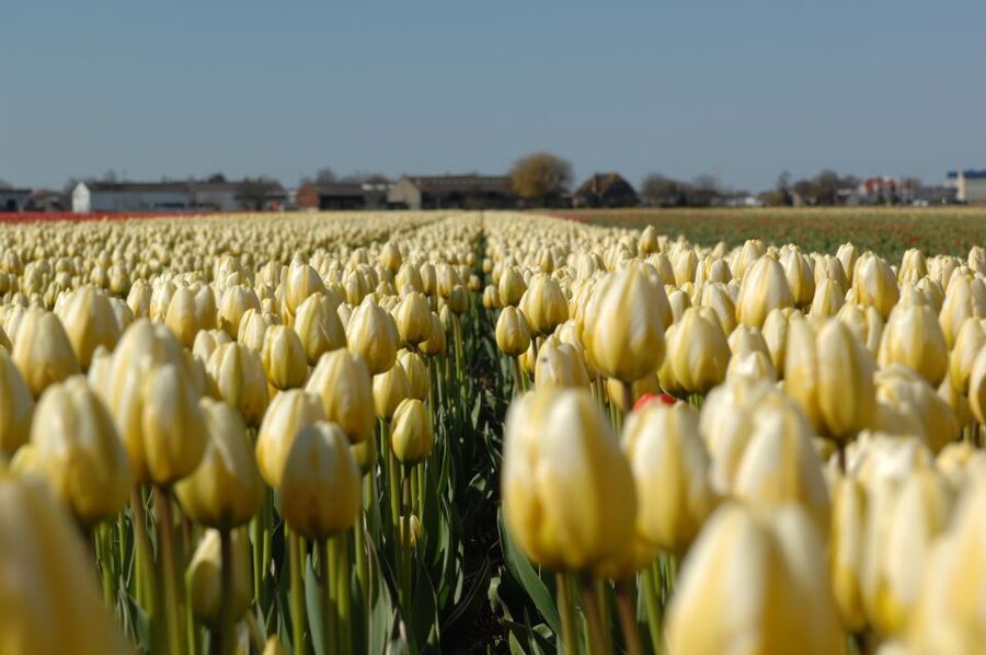 Amsterdam: Half-Day Flower Fields and Keukenhof Bicycle Tour - Cycling through tulips, daffodils, and hyacinths