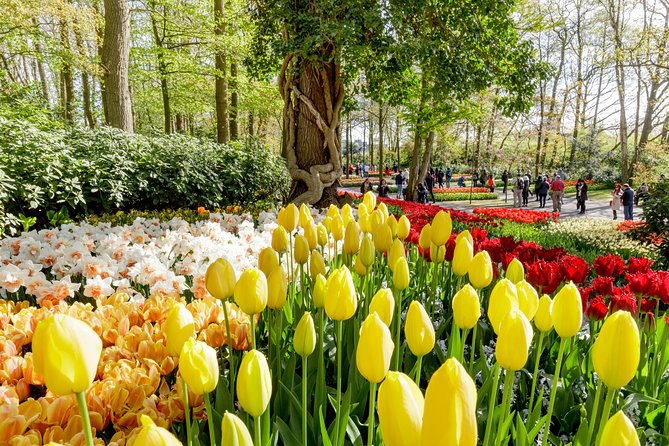 Amsterdam: Half Day Guided Keukenhof Tulip Garden Tour - Key points to know before booking