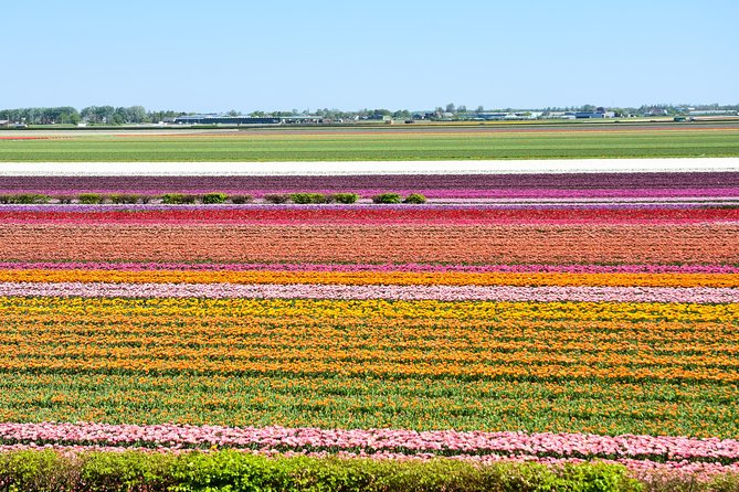 Amsterdam: Half Day Guided Keukenhof Tulip Garden Tour - From Amsterdam to the bulb fields near Lisse