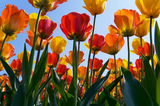 Amsterdam: Half Day Guided Keukenhof Tulip Garden Tour - Final recommendation: book it for convenience, not solitude
