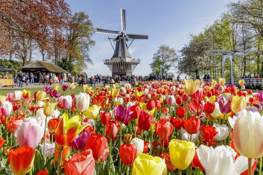 Amsterdam: Keukenhof and Zaanse Schans Live Guided Day Tour - The Guides Are a Major Part of the Value