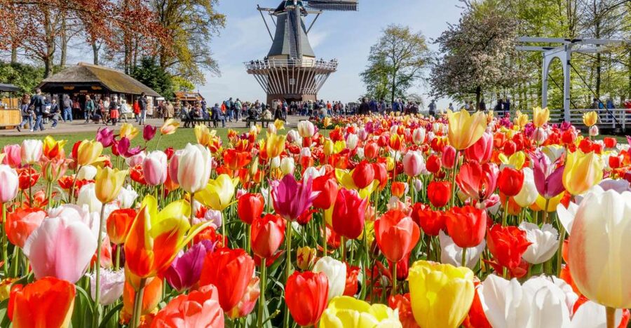 Amsterdam: Keukenhof and Zaanse Schans Live Guided Day Tour - Is $71 a Good Price?