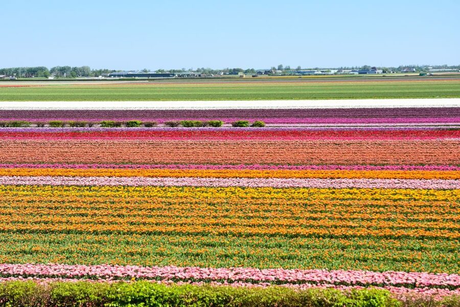 Amsterdam: Keukenhof and Zaanse Schans Live Guided Day Tour - Should You Book It?