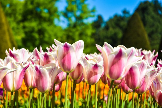 Amsterdam: Keukenhof and Zaanse Schans Windmills Guided Day Trip - The optional canal cruise adds a good city finish