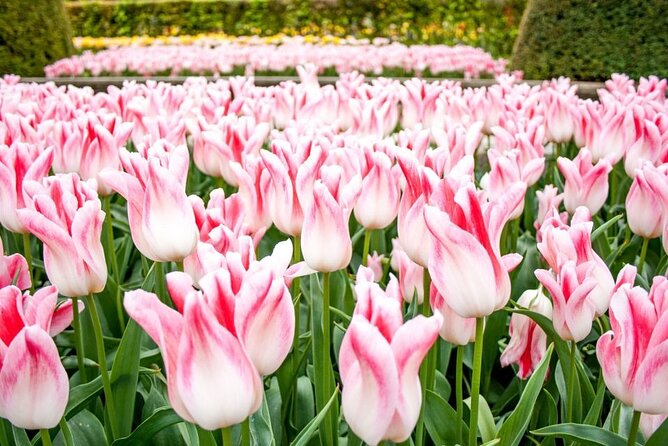 Amsterdam: Keukenhof Entry & Shuttle Bus with Flexible Return - Entering Keukenhof and planning your first hour
