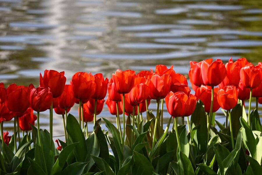 Amsterdam: Keukenhof Gardens Guided Tour Spanish and English - Is $69 good value?