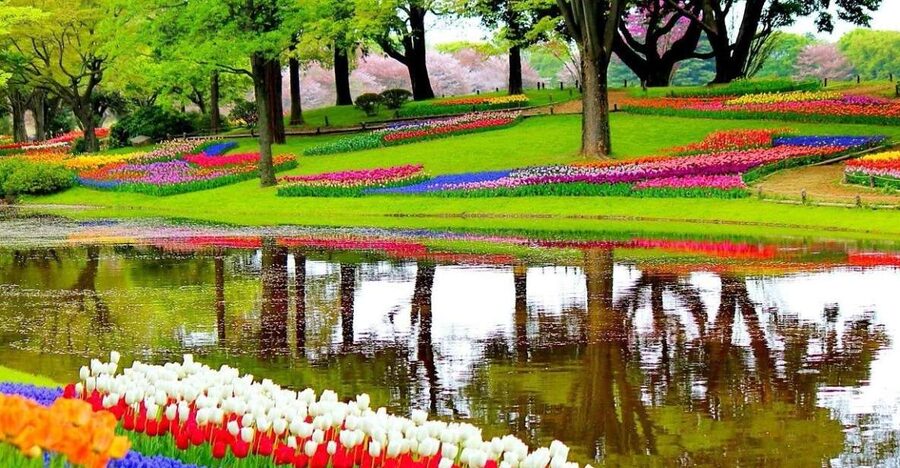Amsterdam: Keukenhof Gardens Private Sightseeing Tour - Key points to know before booking