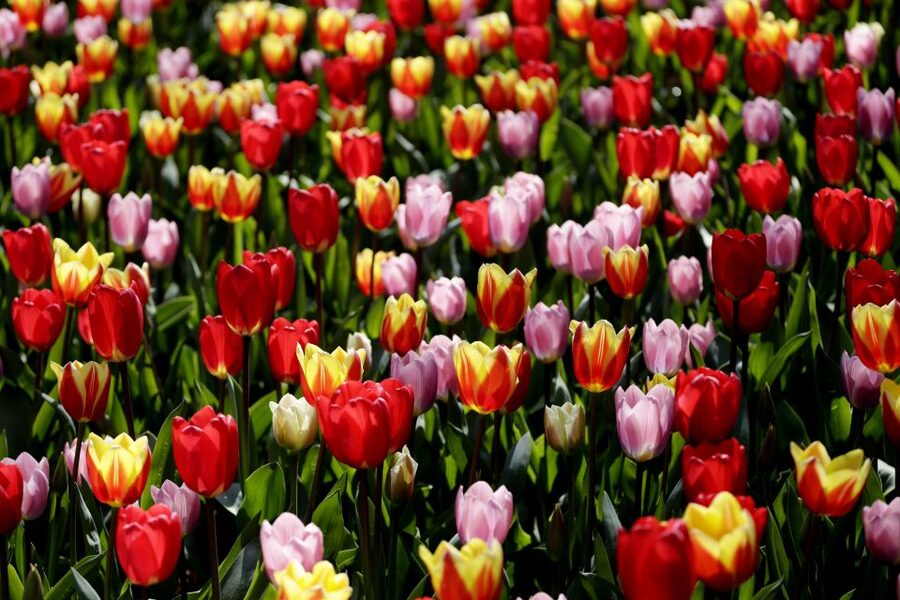Amsterdam: Keukenhof Ticket with Shuttle Bus + Canal Cruise - Why this Keukenhof and canal combination works