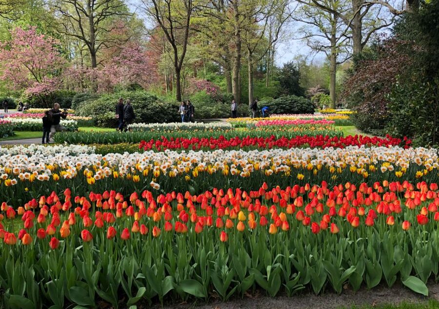 Amsterdam: Keukenhof Tulip Garden and Giethoorn Experience - Should You Book the Keukenhof and Giethoorn Experience?