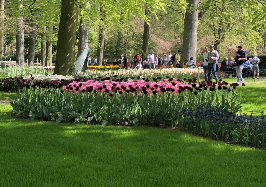 Amsterdam: Keukenhof Tulip Garden and Giethoorn Experience - Who Should Book This Amsterdam Day Trip?