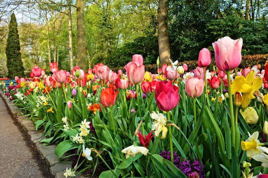 Amsterdam: Keukenhof & Zaanse Schans Windmills Private Tour - Keukenhof and its 32 hectares of spring color