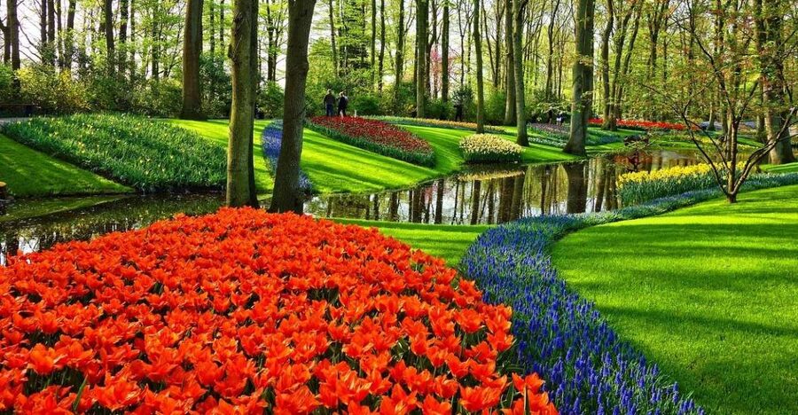 Amsterdam: Keukenhof & Zaanse Schans Windmills Private Tour - What the driver-host adds to a private tour
