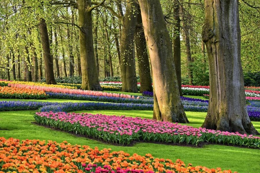 Amsterdam: Keukenhof & Zaanse Schans Windmills Private Tour - Tulip Experience Amsterdam: more than a photo stop