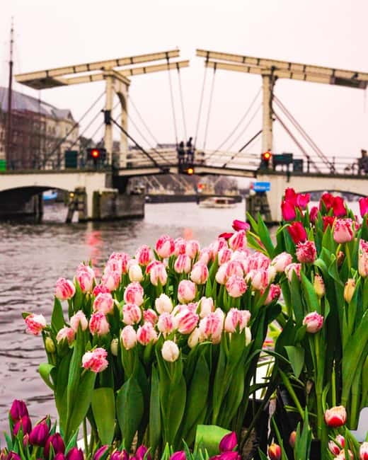 Amsterdam: Premium Tulip Boat Canal Tour - The Golden Bend and Amsterdam’s grand canal houses