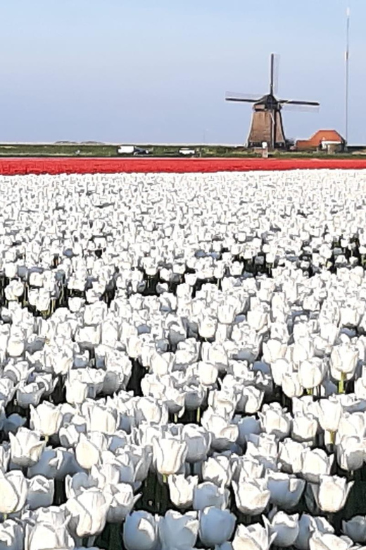 Amsterdam:Private guided Non Touristic Tulip & Windmill tour - Key points at a glance