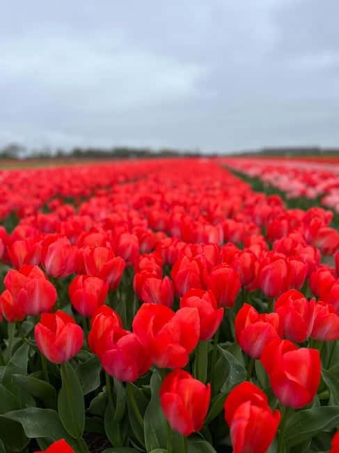 Amsterdam: Private Keukenhof and Free Tulip Tour - The 35-minute ride to Keukenhof