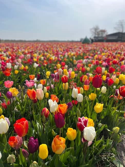 Amsterdam: Private Keukenhof and Free Tulip Tour - Four to five hours among Keukenhof’s flowers