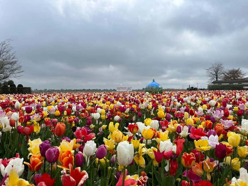 Amsterdam: Private Keukenhof and Free Tulip Tour - Optional extras: food, farms, and even the beach