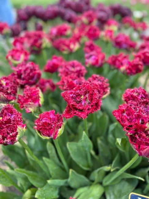 Amsterdam: Private Keukenhof and Free Tulip Tour - Who gets the best value from the $637 price