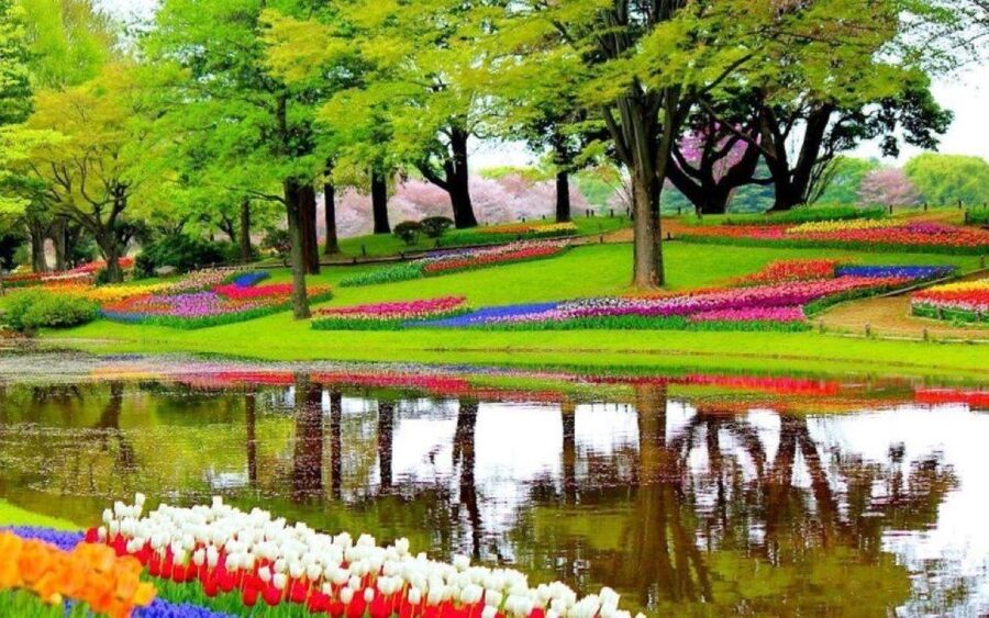Amsterdam: Private tour Tulips, Keukenhof, Windmill & Cheese - The Tulip Experience and the Bulb Fields