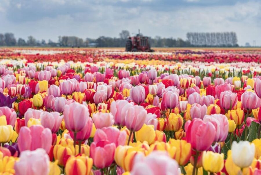Amsterdam: Private tour Tulips, Keukenhof, Windmill & Cheese - Zaanse Schans and Its Working Windmills