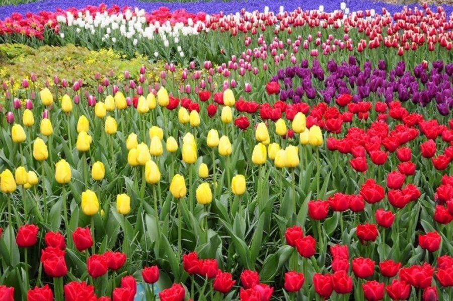 Amsterdam: Private tour Tulips, Keukenhof, Windmill & Cheese - Cheese Tasting and Wooden Shoes