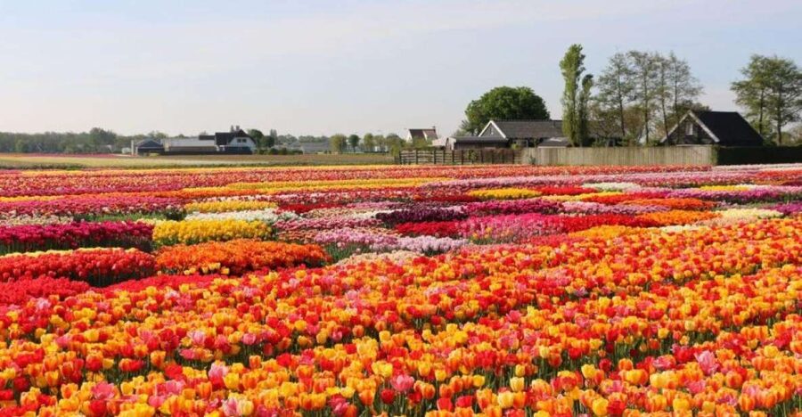 Amsterdam: Private tour Tulips, Keukenhof, Windmill & Cheese - Who Should Book This Day Trip?