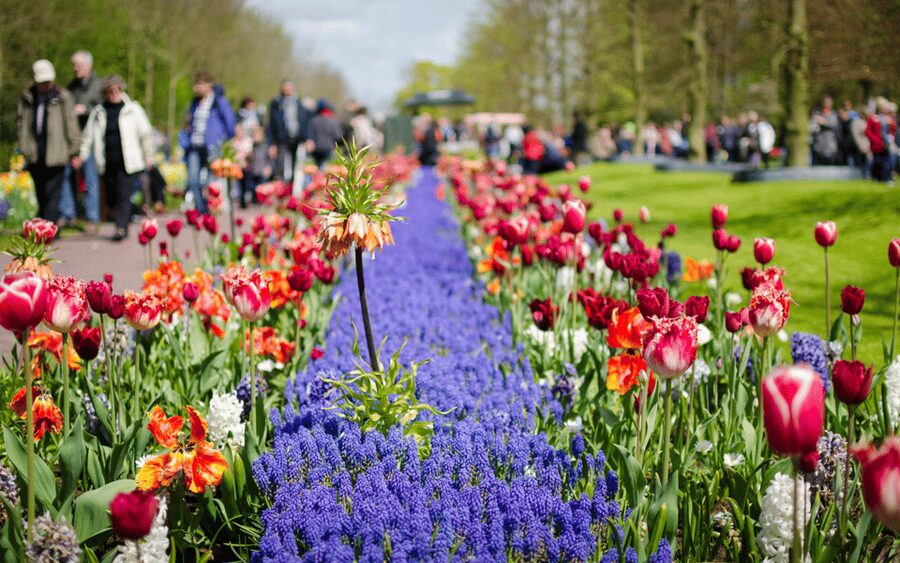 Amsterdam: Tour to Keukenhof Gardens with Windmill Cruise - How the tour handles crowds and organization
