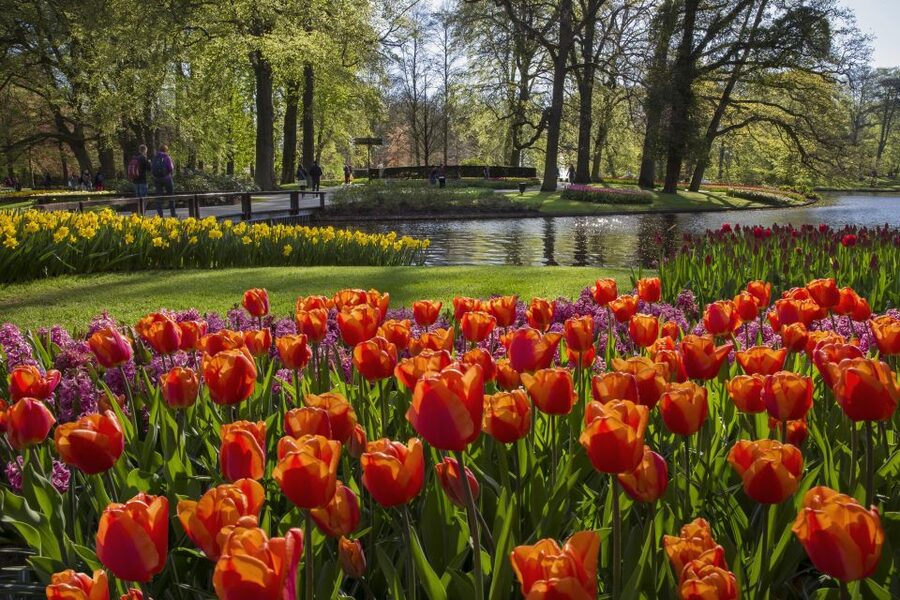Amsterdam: Tour to Keukenhof Gardens with Windmill Cruise - The transfer through the flower region