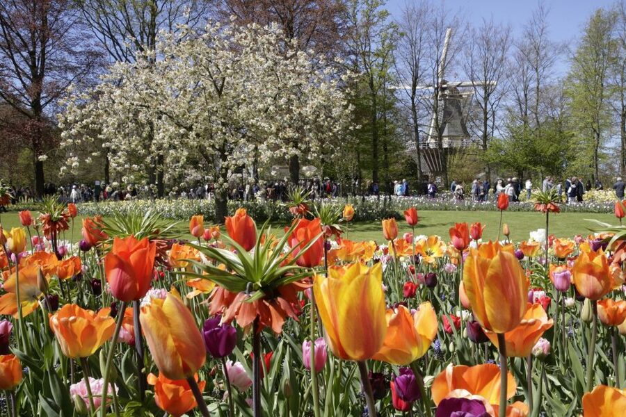 Amsterdam: Tour to Keukenhof Gardens with Windmill Cruise - Returning to Amsterdam every 30 minutes