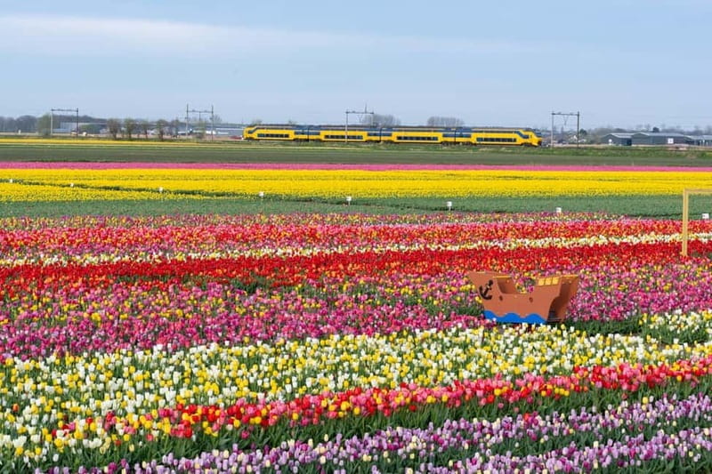Amsterdam : Tulip Wonderland Tour - Who Should Book This Experience?