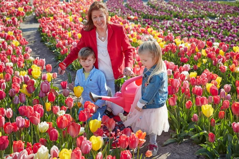 Amsterdam : Tulip Wonderland Tour - Why This Tour Works for a Short Amsterdam Stay