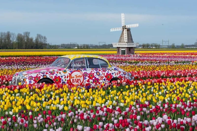 Amsterdam : Tulip Wonderland Tour - Guides, Language, and Accessibility