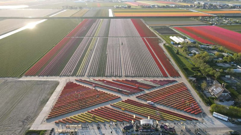 Amsterdam : Tulip Wonderland Tour - Is $37 a Fair Price?