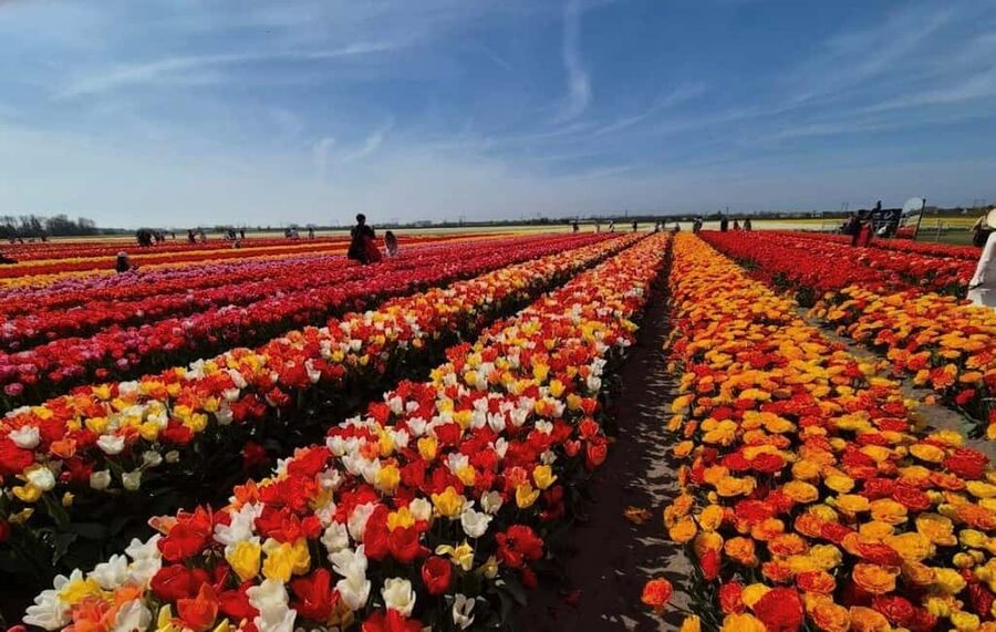 Amsterdam : Tulip Wonderland Tour - Reaching Market 27 From Amsterdam Central