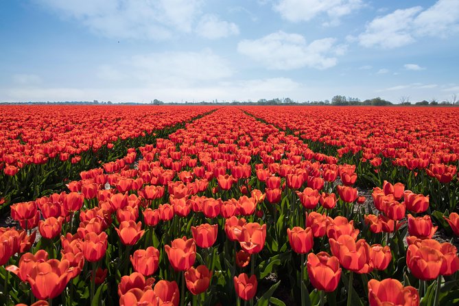 Amsterdam TulipFields of Holland Tour - From Amsterdam to the Flower Bulb Region