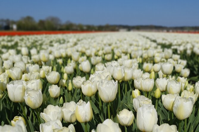 Amsterdam TulipFields of Holland Tour - Two Hours Among the Fields