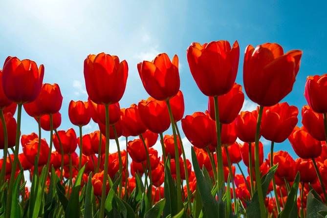 Amsterdam TulipFields of Holland Tour - Leander’s Role as Your Guide