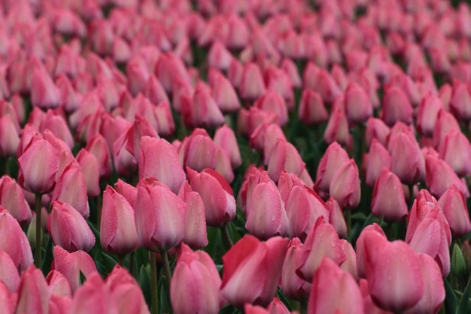 Amsterdam TulipFields of Holland Tour - Snacks, Timing, and Comfort