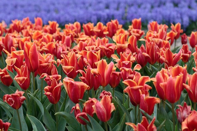 Amsterdam TulipFields of Holland Tour - Is the $216.26 Price Fair?