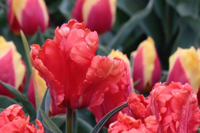 Amsterdam TulipFields of Holland Tour - Who Should Book It?