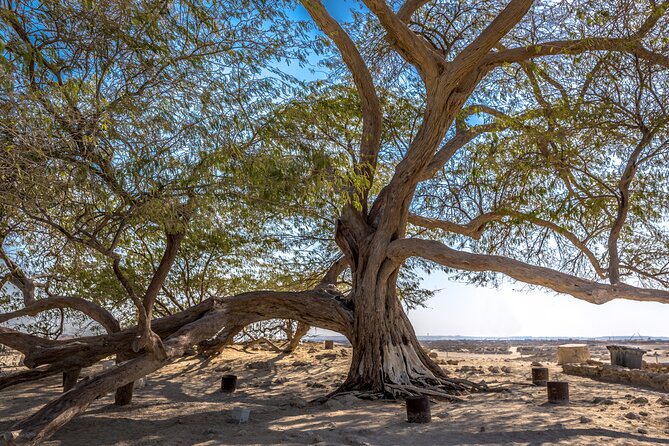 Ancient Garden of Eden - The Tree of Life: Bahrain’s strangest natural sight