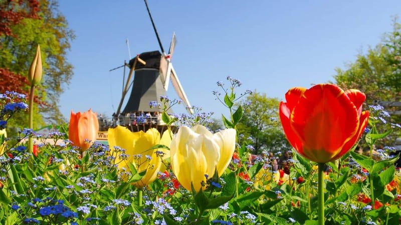 Antwerp: Full-day Holland Guided Keukenhof & Windmills Tour - Zaanse Schans: Dutch traditions in one compact stop