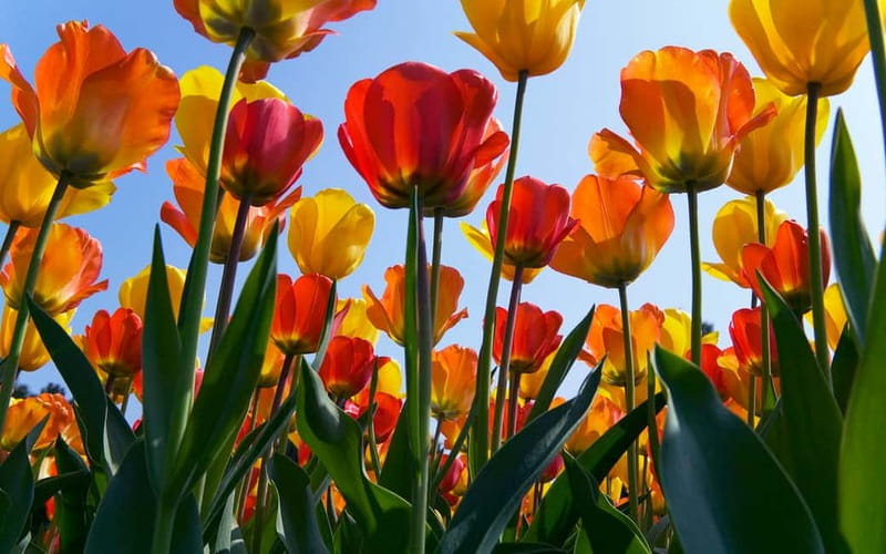 Antwerp: Full-day Holland Guided Keukenhof & Windmills Tour - Who should book this tour?