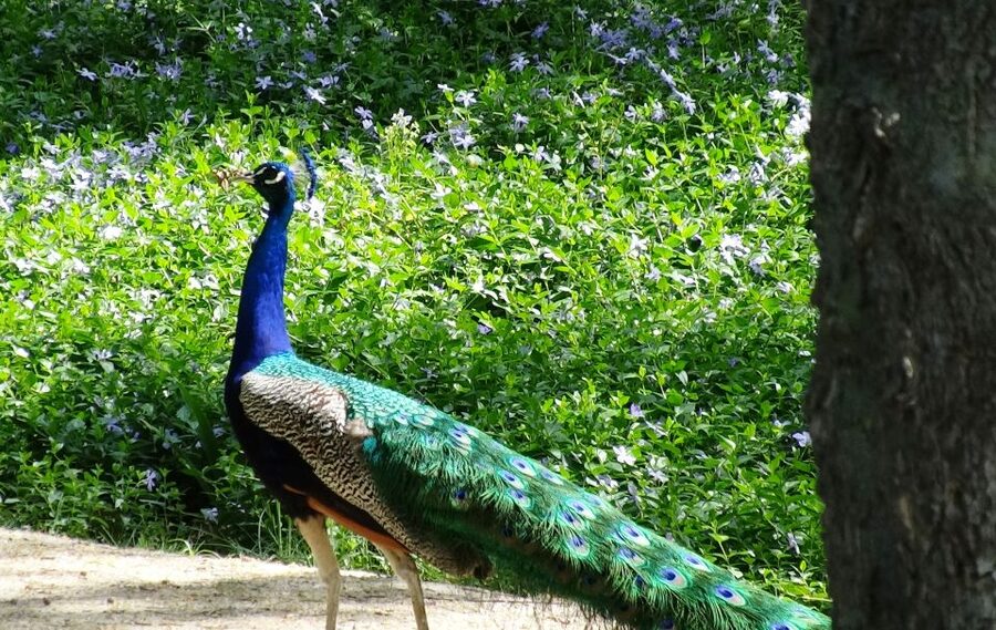 Aranjuez: Garden of The Prince Entry Ticket and Guided Tour - The American and Asian Islands