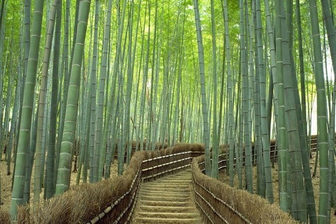 Arashiyama Bamboo & "Must See" Gardens with an Amazing Guide - The Bamboo Forest is famous, brief, and best approached realistically